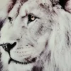 Lion Tavla 60x90cm