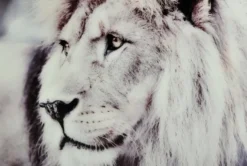 Lion Tavla 60x90cm