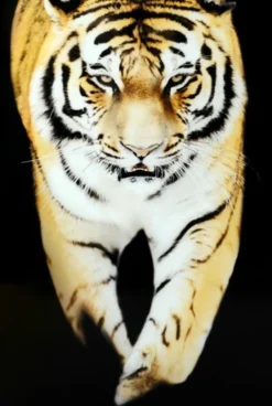 Tiger Tavla 80x120cm